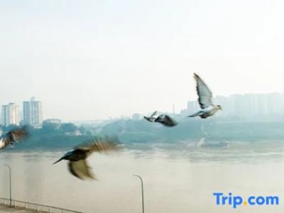 Wuyu (Chongqing Jinyun Mountain, Southwest University) - 66