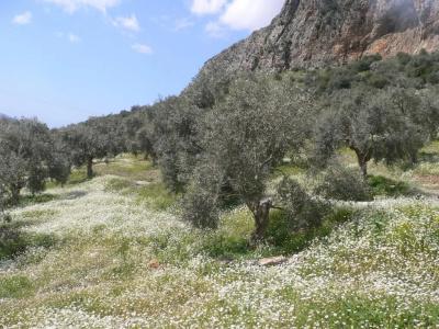 Natureland Efes Pension - 39