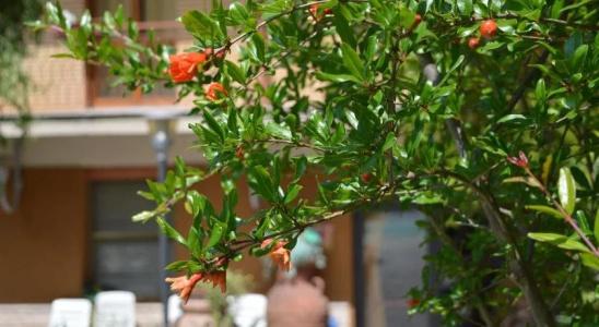 Albergo Leonardo - 13