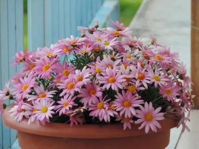 Bed and Breakfast Il Girasole - 19