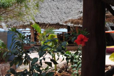 Blu Marlin Village - 10