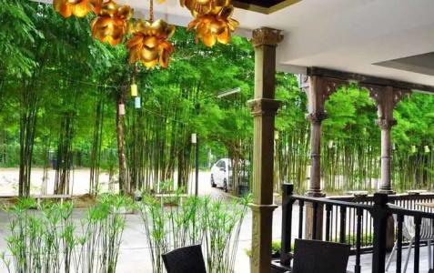 Chiangmai S.P. - 24