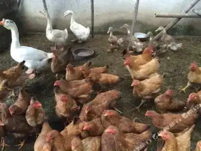 Guochazhuang - 0