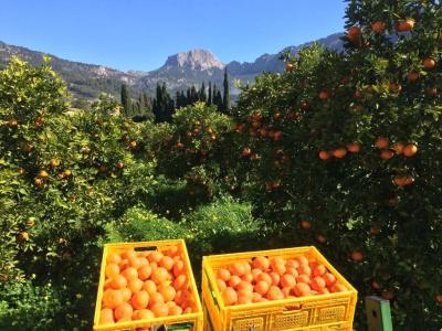 Finca Cas Sant - 16