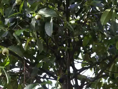 Tamsabai - 9