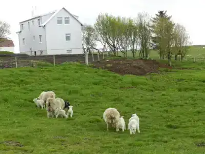 Farmer's - 31
