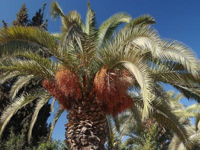 Ibis Marrakech Palmeraie - 23
