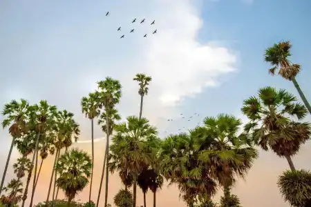 Courtyard by Marriott Siem Reap Resort - 29