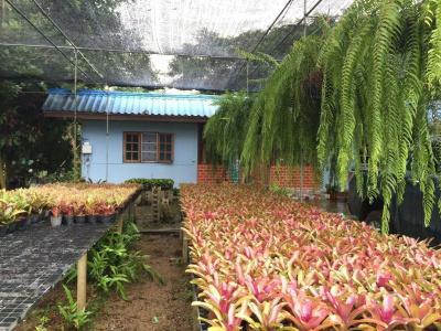 Pallada Bromeliads - 9