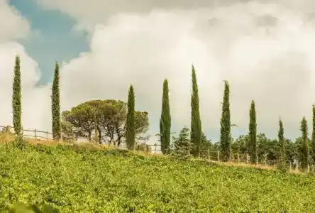 Wine Dievole - 35