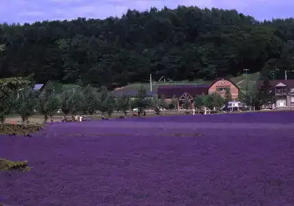 Furano Natulux - 21