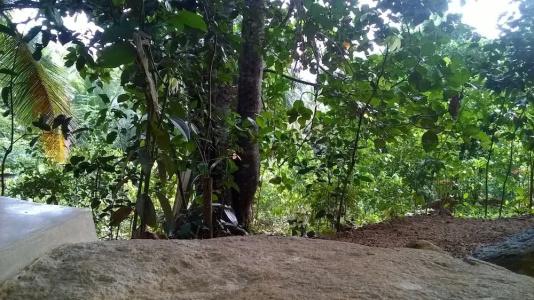 Garcinia Leaf - 100