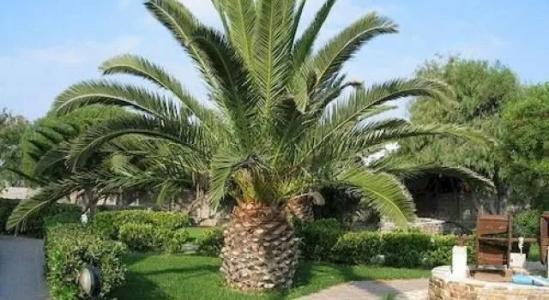 Aggeliki's Diamond - 15