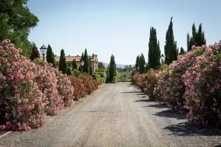 Borgo Verde - 116