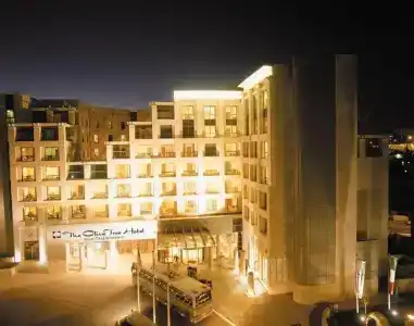 Olive Tree - 22