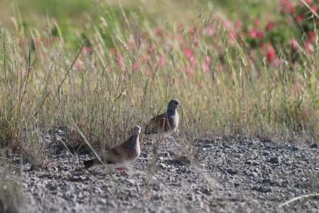 Agriturismo Cantagalli - 48