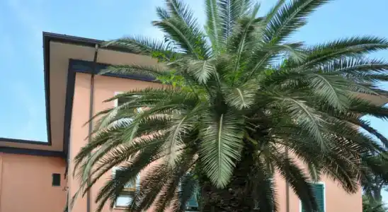 Bellonda - 0