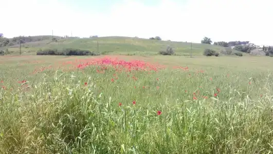 1000 Miglia - 44