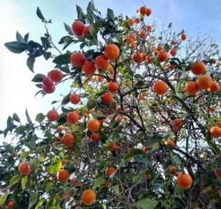 Kiriş Garden - 32