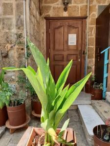 Zidan Sarai Suite - 8