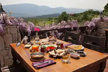 Vinifera Vineyards - 11