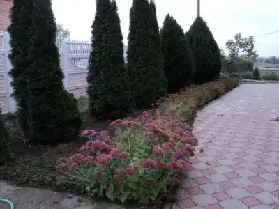 Корона - 11