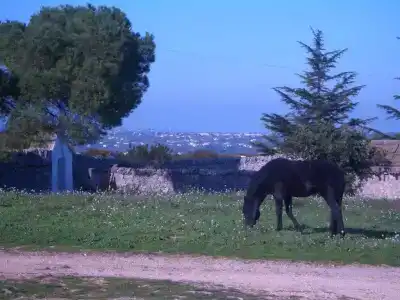 Masseria Pozzo Tre Pile - 26