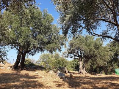 Patara Caretta - 53