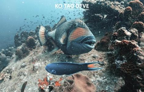 Ko Tao Resort Paradise Zone - Sha Plus - 69