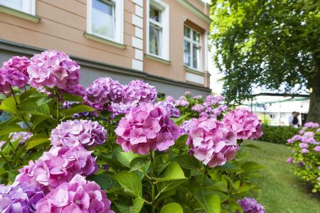 OstseeVillen im Park - ein Rovell - 10