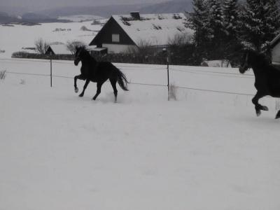 Sonneneck - 11