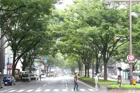 Almont Sendai - 18