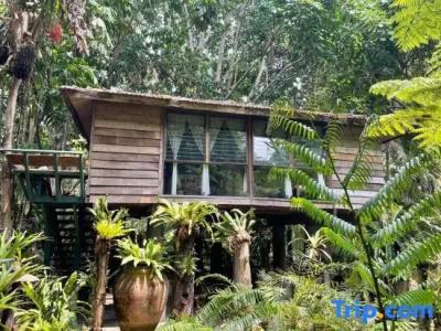 Fern Paradise - 31
