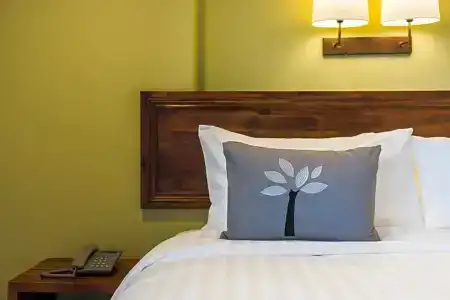 Olive Tree - 46