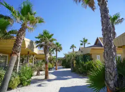 Toison D'or - 16