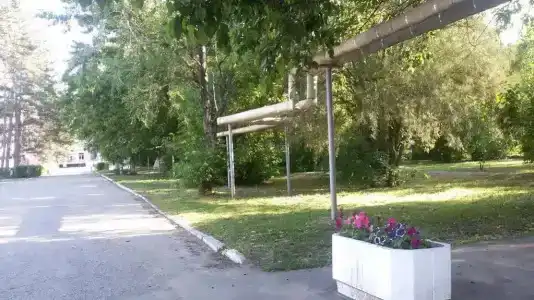 Сосновая роща - 15