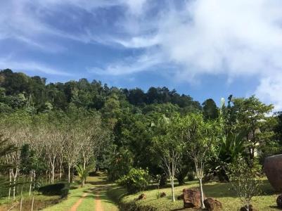 Khao Sok Hill Top Resort - 14