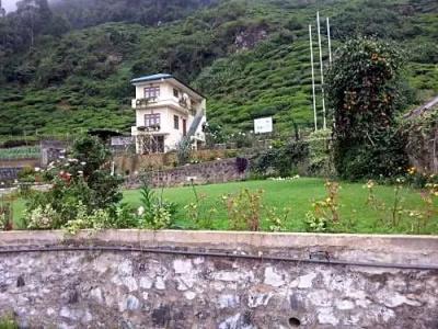 Tea Bush - 70