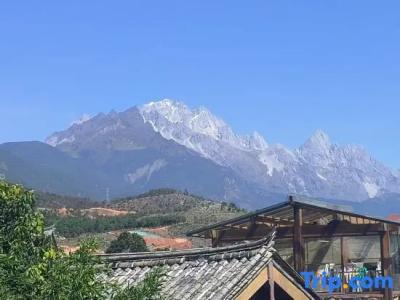 Conifer Lishui Sunlight - 28
