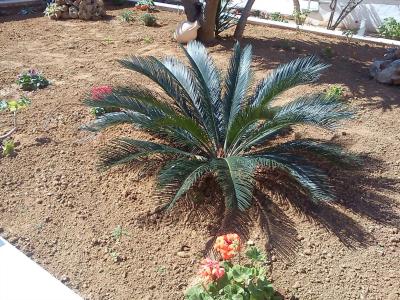 Nicolas Studios & - 18