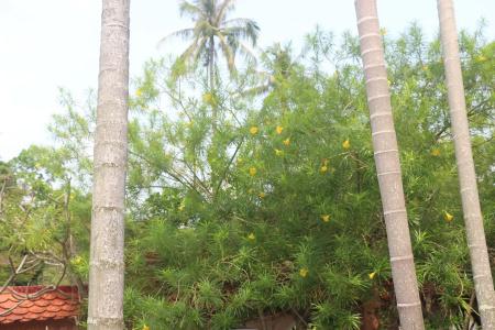 Palm House Boutique Resort - 17