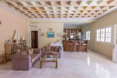 Olive Tree - 10