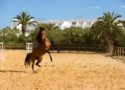 Le Sultan - 26