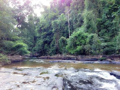 Jungle Koh - 9