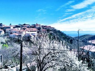 Three Gracia - 18