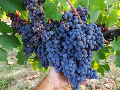 Agriturismo Montegonfoli - 39