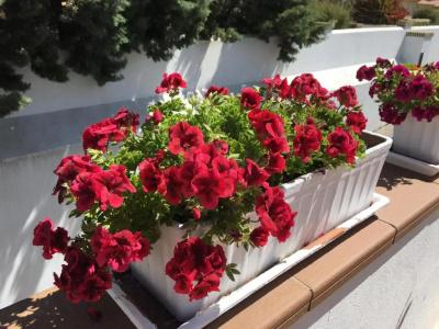 Marisma Sancti Petri - 32
