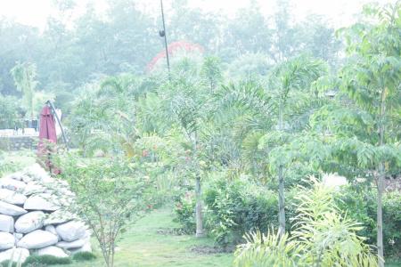 Jungle Crown - 13