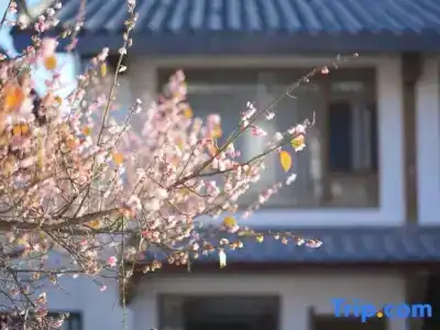 Lijiang Zifayu Designer Boutique Inn - 0
