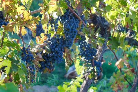 Poggio Al Vento - 37
